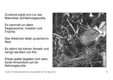 Bilderbuch-Amsel-SW-16.pdf